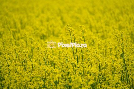 Golden Rapeseed Field in Full Bloom